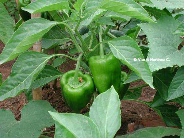 capsicum annum